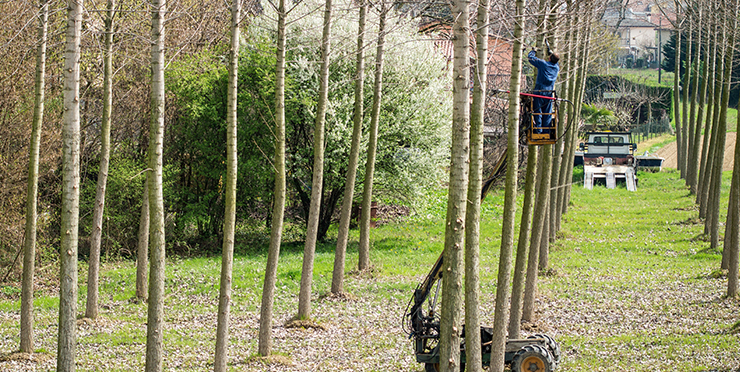 This image for Image Layouts addon